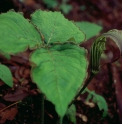 Arisaema propinquum