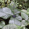 Arisaema ringens CBKR1329