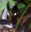 Arisaema sazensoo