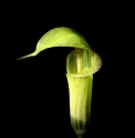 Arisaema triphyllum