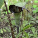 Arisaema sp. 