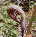 Arisaema franchetianum DS10