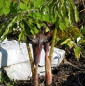 Arisaema taiwanense CMBTW1697