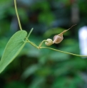 Aristolochia contorta