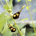 Aristolochia debilis