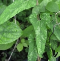 Aristolochia kaempferi 'Fuiri '