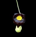 Aristolochia onoei 