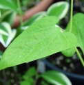 Aristolochia serpentaria