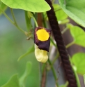 Aristolochia shimadae CMBTW1720