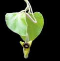 Aristolochia tomentosa