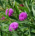 Vernonia arkansana 