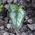 Arum italicum 'Chameleon'