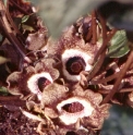 Asarum splendens