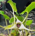 Asarum caudatum 'Album'