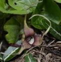 Asarum caudatum 'Little Murphy'