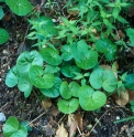 Asarum europaeum 