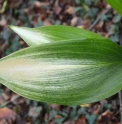 Aspidistra elatior 'Asahi'