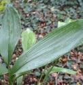 Aspidistra CBCH603