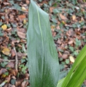 Aspidistra elatior 'Fuji no Mine'