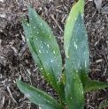 Aspidistra elatior 'Ginga Giant'