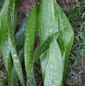 Aspidistra elatior 'Spek-tacular'