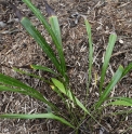 Aspidistra linearifolia 'Leopard'