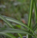 Aspidistra linearifolia 'Skinny Dippin'