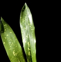 Aspidistra oblanceifolia 'Nagoya Stars'