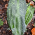 Aspidistra zongbayi 'Uan Fat Lady'