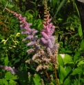 Astilbe chinensis var.davidii