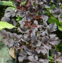 Astilbe 'Chocolate Shogun'