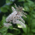 Astilbe koreana