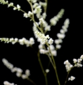 Astilbe longicarpa CMBTW1752