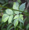 Astilbe microphylla 'variegata'