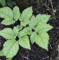 Astilbe odontophylla