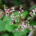 Astilbe simplicifolia 'Bronze Beauty'