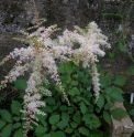 Astilbe thunbergii var.congesta