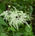 Astilbe thunbergii JP4560