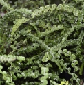 Athyrium filix-femina 'Frizelliae'