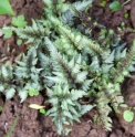 Athyrium niponicum 'Joy Ride'