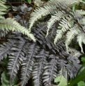 Athyrium niponicum 'Pewter Lace'