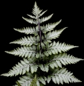 Athyrium niponicum var. pictum 