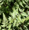 Athyrium niponicum 'Silver Falls'