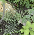 Athyrium niponicum 'Oceans Fury'