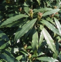 Aucuba japonica f.longifolia