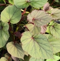Begonia grandis 'Sapporo'