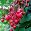 Berberidopsis corallina