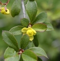 Berberis aggregata 