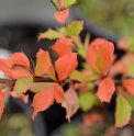 Berberis angulosa NP3329