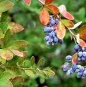 Berberis edgeworthiana